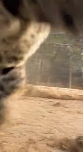 534K views · 3.1K reactions |  CLASH OF THE TITANS  CHEETAH vs...