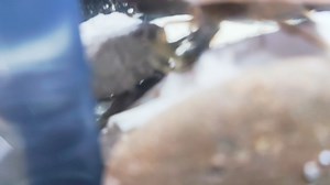 ？怎么还把寄居蟹从壳里掏出来吃了？