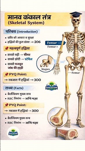 Human Skeleton System | Bones of Human Body | Skeletal System Anatomy