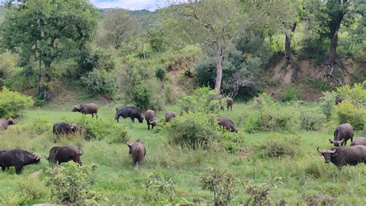 1.6M views · 19K reactions | Big herd of buffalo grazing #wild #epic #leo #lions #wildlife #nature #animals #amazing | African Bush Kingdom | Facebook