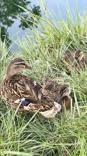 Momma Mallard and Ducklings Update, 18 April, 4K #mallardduck #ducklings