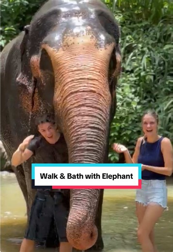 Pinnawala Elephant Walk and Bath with Elephant #pinnawala #elephant #pinnawalaelephant #pinnawalaelephantorphanage #srilanka #elephants
