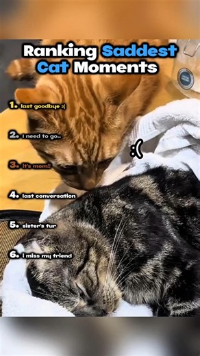 😭😭😭 #cat #sad