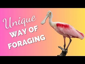 Roseate Spoonbill | A Specialized Bill For Foraging