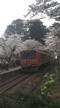 #芦野公園 #桜のトンネル #津軽鉄道 2026/4/17