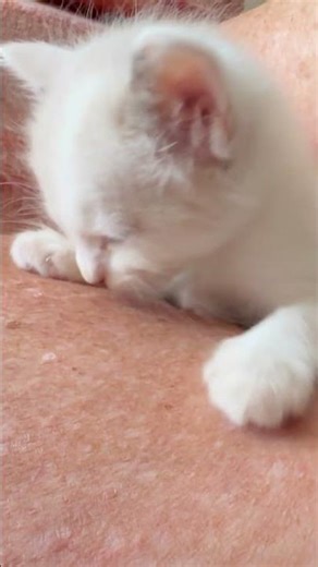 4 Week old kitten #cute