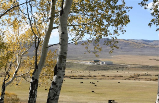 More wolves, more conflict: Ranches struggle with increasing depredation | AGDAILY