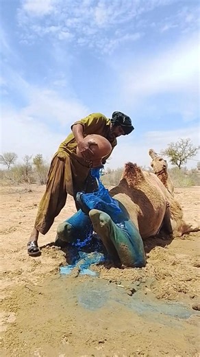 برودةُ ماءِ النيل تُحيي الجمل… فيميلُ برقبتِه فرحاً وسكينة