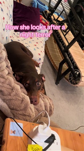 We don’t know what to call them but she wakes up, barks, and goes back to sleep. This was after a bad episode. #doberman #dogmom #8thhome #nevergiveup #reactivedog