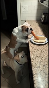 849K views · 4.9K reactions | Lavoro di squadra per un hot dog! Lavoro di squadra per un hot dog! Generated using Kling AI . . . (Solo a scopo di intrattenimento. Consultare i professionisti se vengono presentate indicazioni sulle attività. Non è implicita l'affiliazione a un marchio, se ne vengono mostrati. Se ispirati a eventi reali, possono essere inclusi adattamenti creativi. I contenuti possono includere filmati pubblici.) | Fabiosa: Rendilo più facile | Facebook