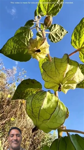 The Chinese lantern, also known as the bladder cherry, is a unique fruit with a lantern-appearance