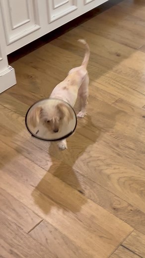 Pippy Update. This little girl had her final surgery on 6/6 and is doing great. She's up walking and eating and resting. She will be recovering from her surgery for 6-8 weeks and will then be ready for adoption. She's about a year old and weighs 7 lbs. She's getting some extra groceries to put on a little weight. Her surgeries were $3680 and if you'd like to help pay some of her expenses, you can do so via ZELLE SRT@SchnauzerRescueTexas.me confirm 0855 or VENMO to @SchnauzerRescue-ofTexas | Schn