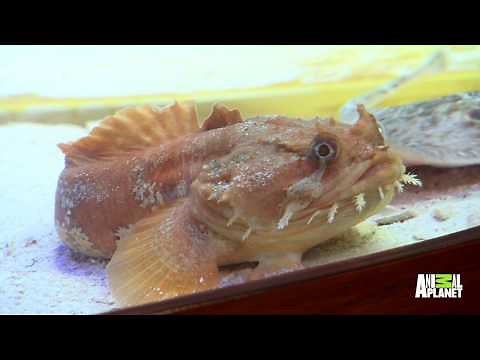 Anthony Davis Has A New Tank Full Of Exotic Fish | Tanked