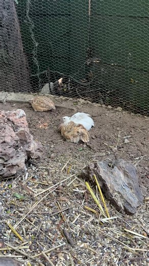 Jumbo Quail #quails #birdsoftiktok #cuteanimals #fyp #goviral