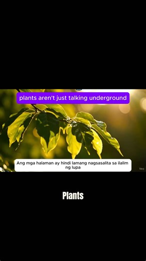 “Plants Are Gossiping About You?! 🌿 The Shocking Messages They’re Sending Right Now!” #shortvideofbreels Discover the mind-blowing truth about plant communication! 🌿 In this short video, we reveal how plants secretly “talk,” send warning signals, share nutrients, and even gossip with each other through chemical messages and airborne signals. Perfect for plant lovers, gardeners, and anyone curious about the hidden world living right above your head. 🔍 Viral, High-Impact Keyword “Plant communic