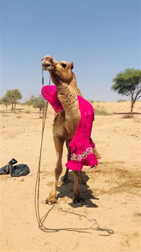 The bride is trying to climb onto the camel #shorts