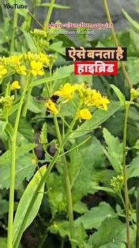 Hybridization Mustard Hand method ‪@agriculturefarmerpoint‬#agriculture #farmer #point #trending