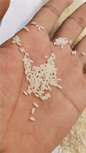 Gobindavog Raw Rice | Available on IndiaMART