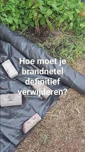 Hoe moet je brandnetel definitief verwijderen? #voedselbos #brandnetel #familiedomein #moestuin