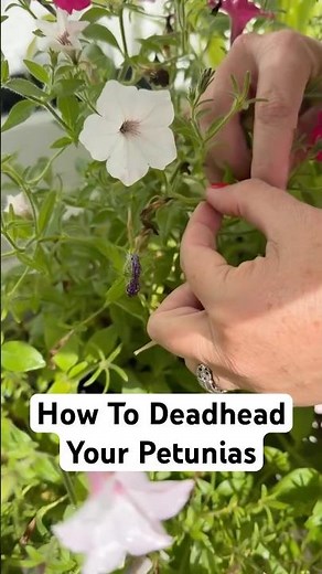 How To Deadhead Your Petunias #gardening