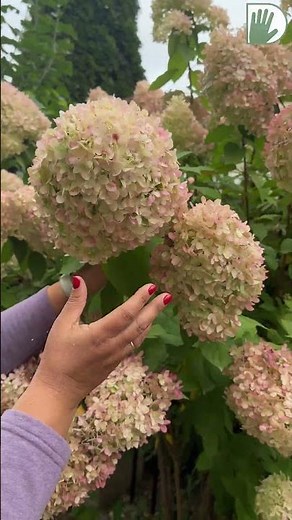 Hydrangea Limelight: 10 years of care secrets!