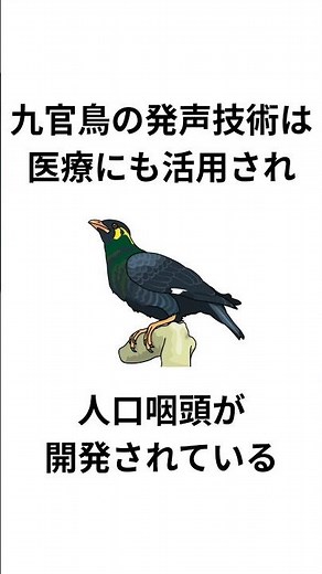 九官鳥の雑学