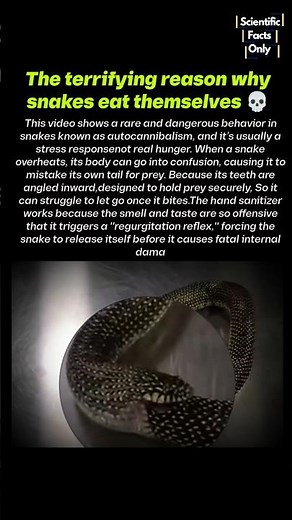 Why This Snake is Eating Itself 😲🐍