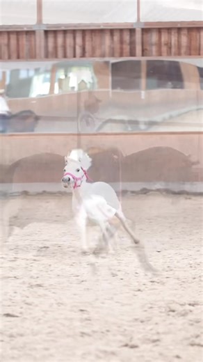 105K views · 5.2K reactions | Wilma und Any mein ungleiches Paar 藍殺 Aber sie haben sich trotzdem ganz doll lieb | Sebastian Marx | Facebook