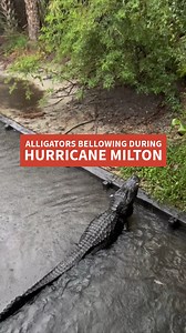 Getting Jurassic Park Vibes 🌀🐊Alligators Bellowing during #HurricaneMilton Video: Zoo Director, John Brueggen 📍Native Bird Rookery and Swamp at the Zoo #staugustinealligatorfarm #alligatorfarm #staugustine #explorestaugustine #staugustinefl #crocodiles #alligators #hurricane #hurricaneprep | St. Augustine Alligator Farm Zoological Park