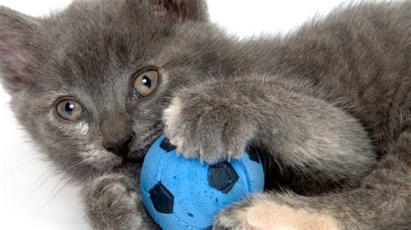 Mass. Senate votes to ban declawing cats