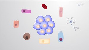 Video: Source And Potency Of Stem Cells