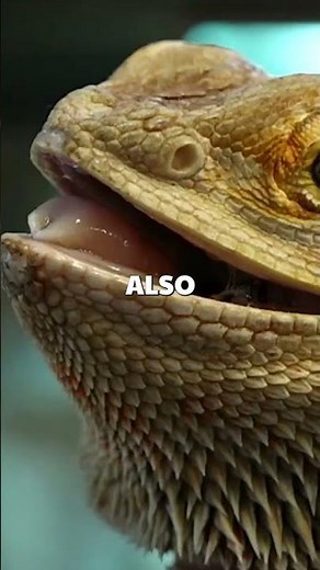 Animals You Didn't Know Are Trans!