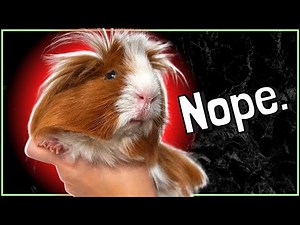 8 Things Guinea Pigs HATE Most in Life!