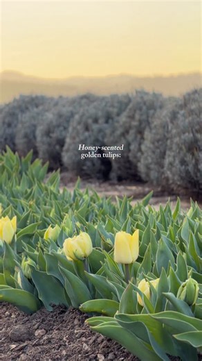 Fresh Cut Flower Farm on Instagram: "These golden tulips were the ambitious early bloomers this season and they didn’t just show up first… they brought perfume with them! Unlike most tulips, certain varieties produce a natural honey-like fragrance that you can actually smell as you walk by. That sweet scent isn’t just for us. It evolved to attract early pollinators when spring is just beginning to wake up. Come experience them while they’re blooming! Your nose will thank you. 🌷✨ #hvhflowers #su