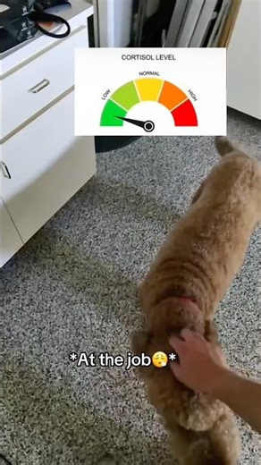 psa: dogs lower cortisol