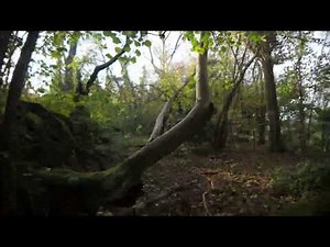 4K Calming forest walk speed run