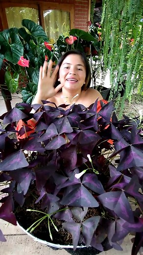 Trebol morado Parte 5 - #trebolmorado12345 . . . . . . . . . . . #miviverofavorito #jardin #flores #sustrato #fertilizante #Huerto #Plantas #Siembra #Semillas #Germinacion #Cactus #Suculentas #Anturios #Macetas #Cultivo #Organico #Materas #trebolmorado | Mi vivero favorito