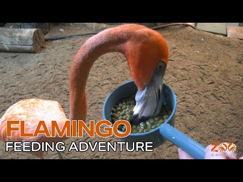 Flamingo Feeding Adventure