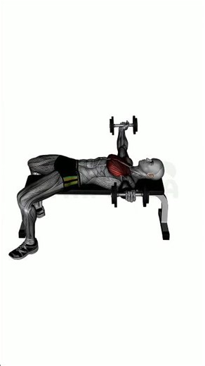 Decline Dumbbell Fly - Perfect Form Guide #shorts