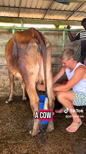 Full day at cacao and raw milk farm in the Dominican Republic 🇩🇴 🥛 🍫 @Club Med Punta Cana #health #chocolate #rawmilk #cacao #willywonka #fyp #fyppp