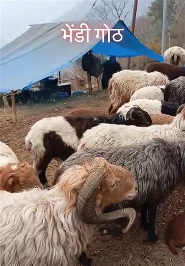 #fypage #globalnepalentertainment