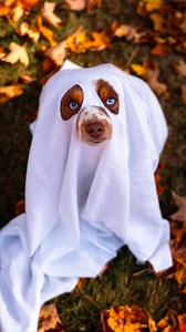 It’s time to get spooky 👻 #dog #dogsofinstagram #funnydog #dogreels #australianshepherd #halloween #ghost | Ember Toy Aussie