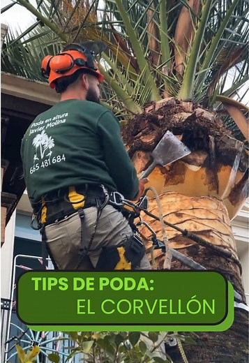 El corvellón es una herramienta artesanal para la poda de palmeras utilizado desde hace décadas por los palmereros ilicitanos para el mantenimiento del mayor palmeral de Europa, ubicado en Elche. Esta herramienta suele ser forjada a mano con acero de alta calidad. #poda #treeclimber