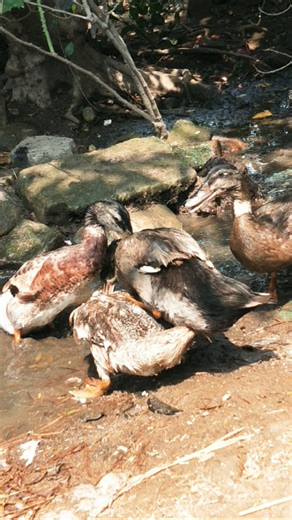 Indian runner duck farming in Indian village #duckfarmer #animals #whattheduck #ducklings