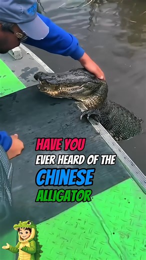 The Most Unique Alligator You've Never Heard Of #shorts