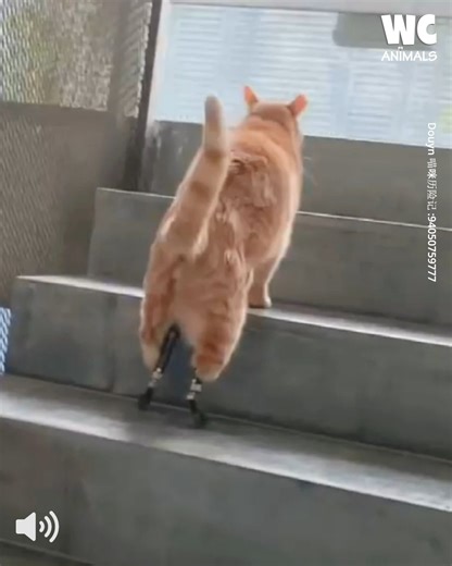 Watch How This Cat Thrives with Prosthetic Legs 😍😻 | Watercooler Animals