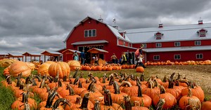 Here Are the 6 Absolute Best Pumpkin Patches in Missouri To Enjoy in 2025