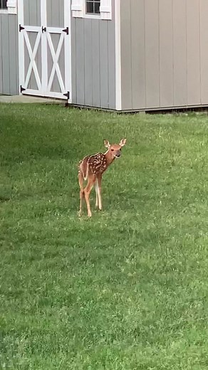 Adorable Fawn Zoomies Compilation