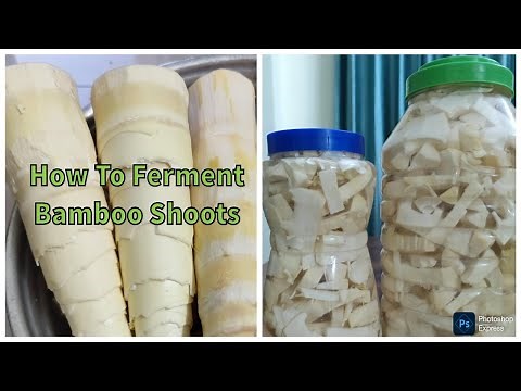 How To Ferment Bamboo Shoot | Fast And Easy Process | #bambooshoot Preservation | Nagaland Foodie