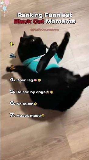 Top 7 Funniest Black Cat Moments!🐾😂
